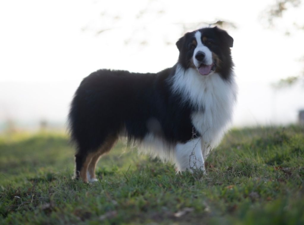 Robyn hood black jack loup de la foret qui chante De La Forêt Qui Chante