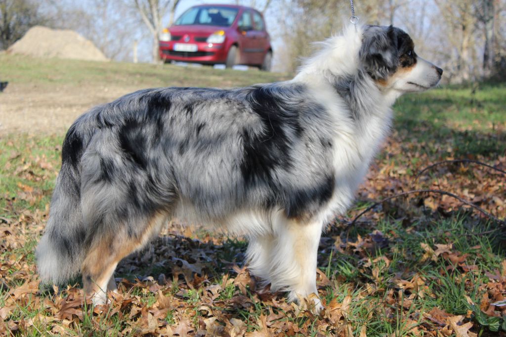 Ruby Du Domaine De Clemayje