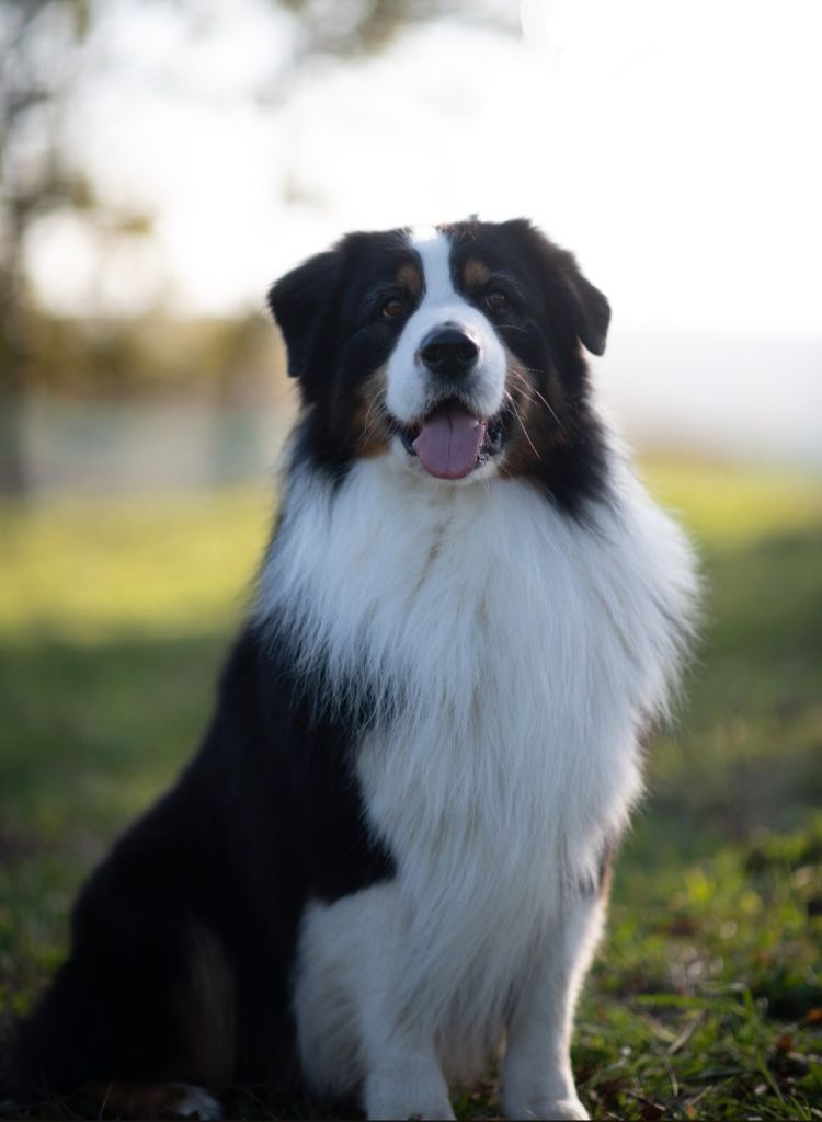 Robyn hood black jack loup de la foret qui chante De La Forêt Qui Chante