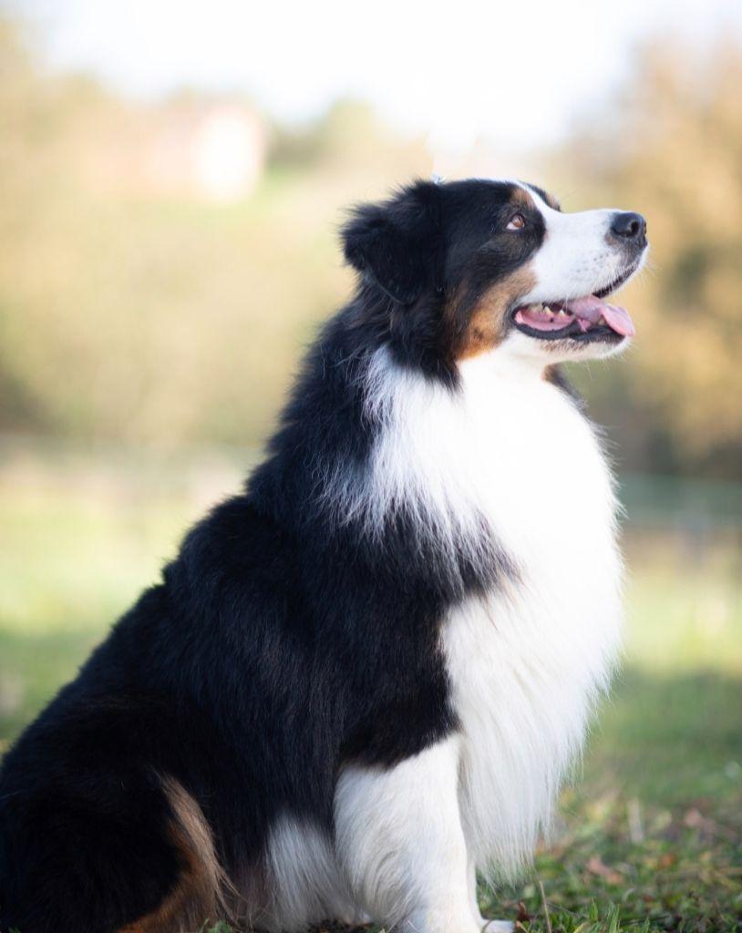 Robyn hood black jack loup de la foret qui chante De La Forêt Qui Chante