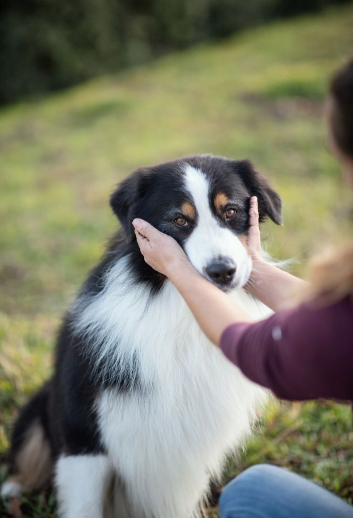 Robyn hood black jack loup de la foret qui chante De La Forêt Qui Chante