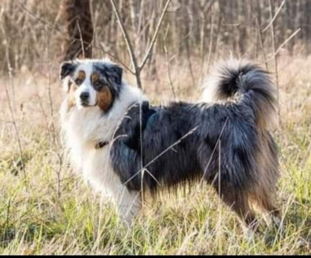 chiot Berger Australien Du Domaine Du Grand Large