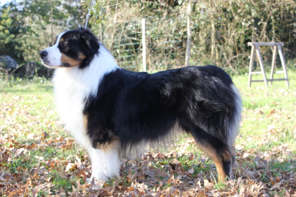Robyn hood black jack loup De La Forêt Qui Chante