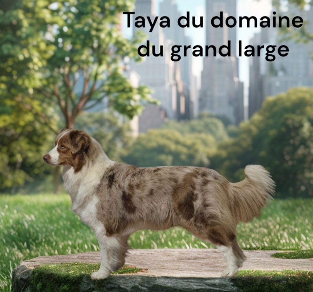 Taya Du Domaine Du Grand Large