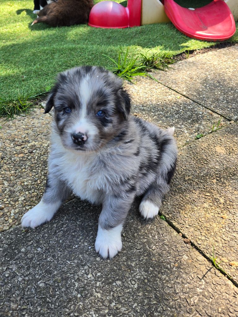 Du Domaine Du Grand Large - Chiots disponibles - Berger Australien