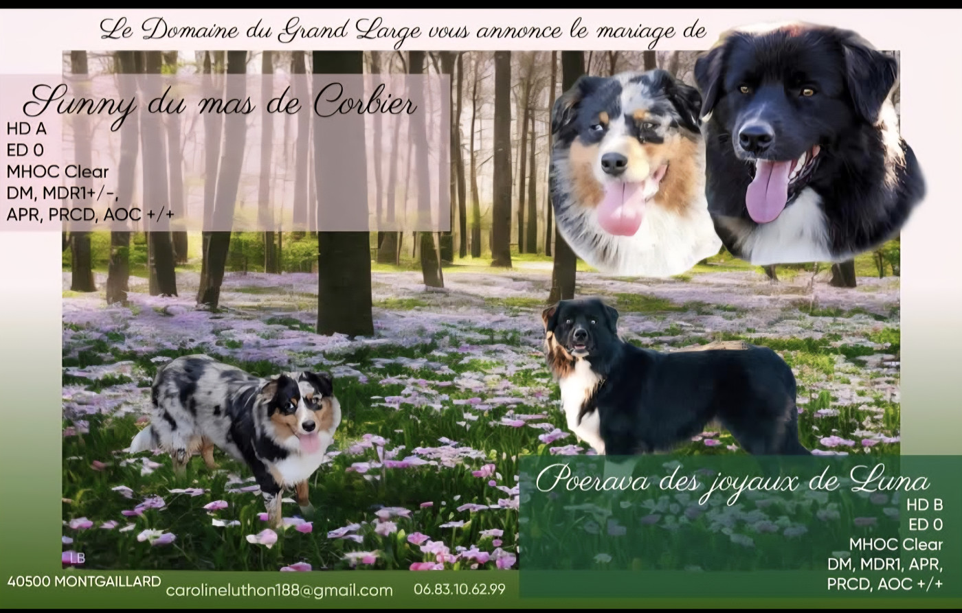 Chiot Berger Australien Du Domaine Du Grand Large