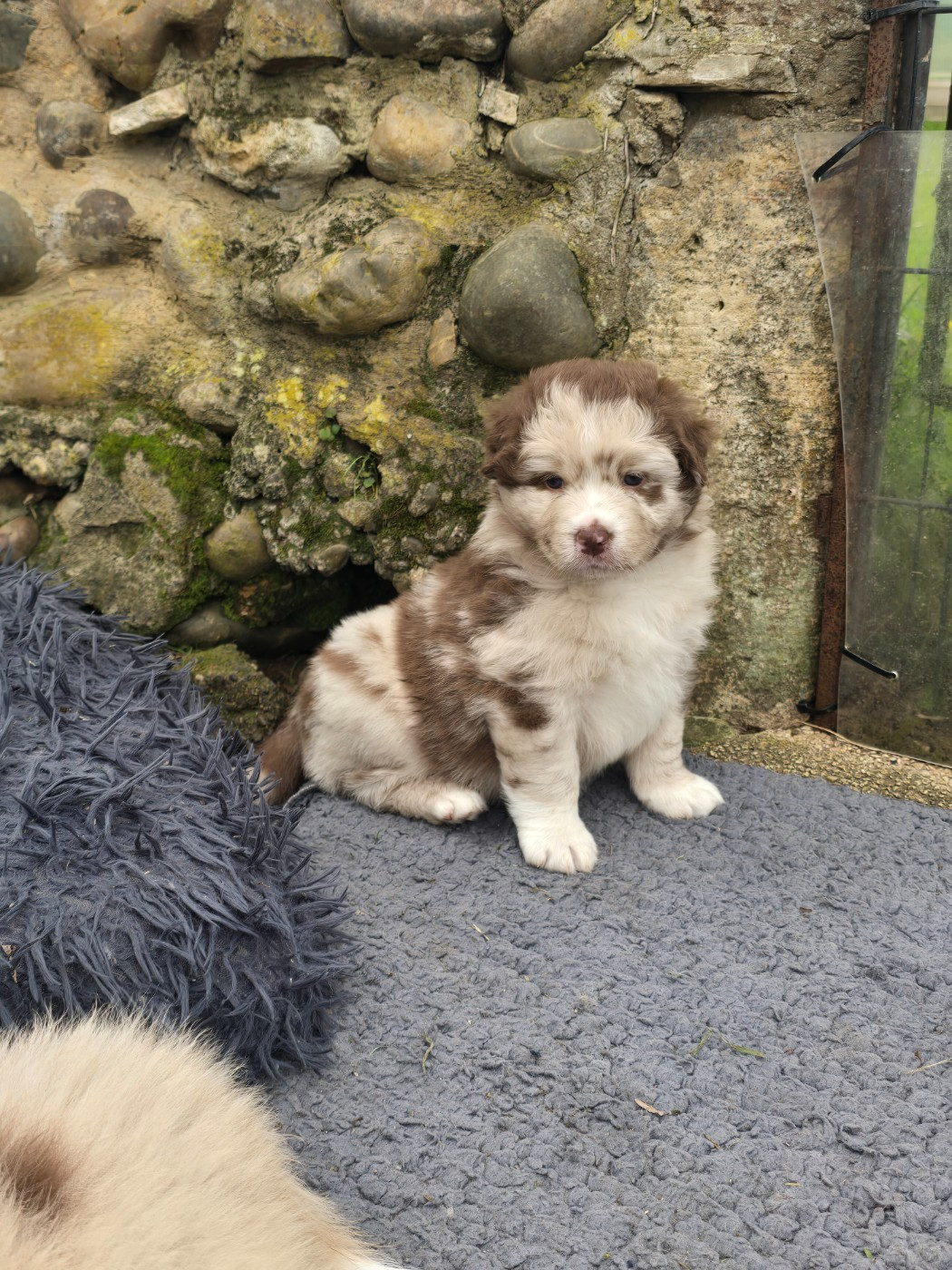 Du Domaine Du Grand Large - Chiots disponibles - Berger Australien