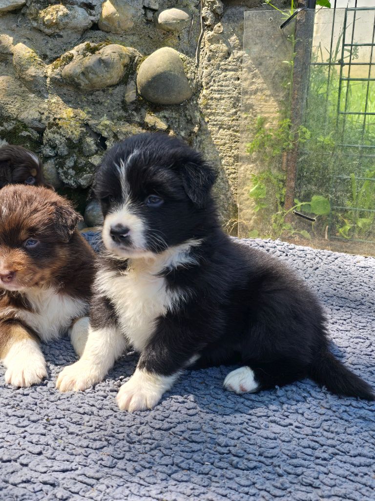 Du Domaine Du Grand Large - Chiots disponibles - Berger Australien