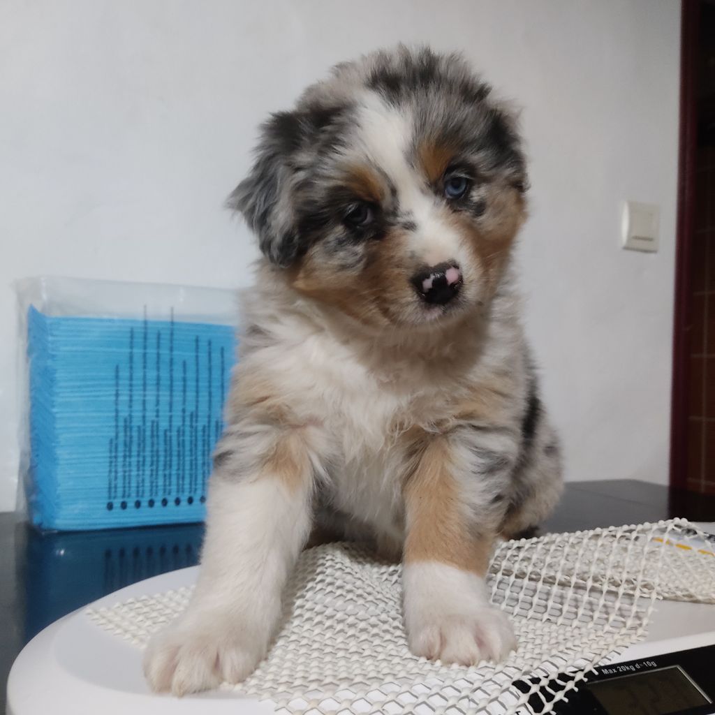 Du Domaine Du Grand Large - Berger Australien - Portée née le 01/03/2022