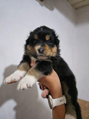 CHIOT 8