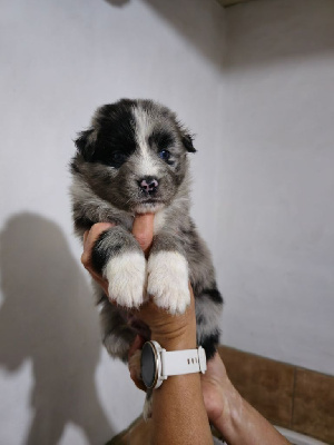 CHIOT 6