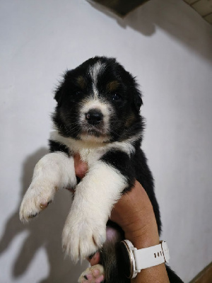 CHIOT 5
