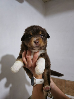 CHIOT 4
