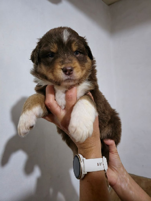 CHIOT 7