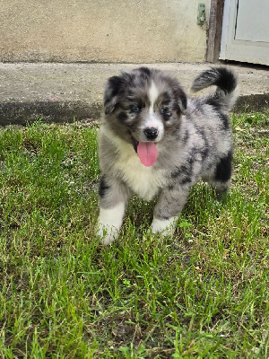 CHIOT 3